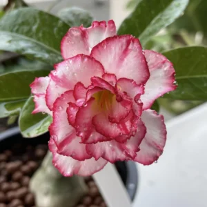 2 Desert Rose, Adenium Desert Rose Plants Live Mixed, Succulent Plants Live, Miniature Flower Plants From 4 To 6 Inches