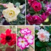 3 Desert Rose Plant Live, Mixed Desert Rose Flowers Plants From 3 to 4 Inches Tall, Live Succulents Plants