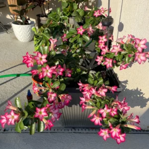 3 Desert Rose Plant Live, Mixed Desert Rose Flowers Plants From 3 to 4 Inches Tall, Live Succulents Plants
