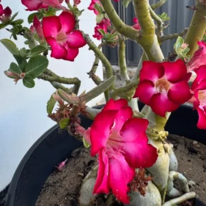 3 Desert Rose Plant Live, Mixed Desert Rose Flowers Plants From 3 to 4 Inches Tall, Live Succulents Plants