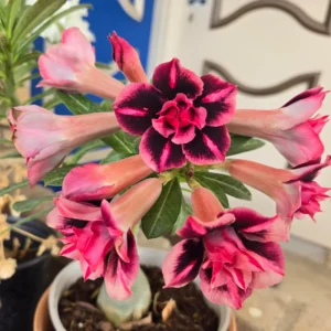 3 Desert Rose Plant Live, Mixed Desert Rose Flowers Plants From 3 to 4 Inches Tall, Live Succulents Plants