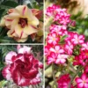 2 Desert Rose, Adenium Desert Rose Plants Live Mixed, Succulent Plants Live, Miniature Flower Plants From 4 To 6 Inches