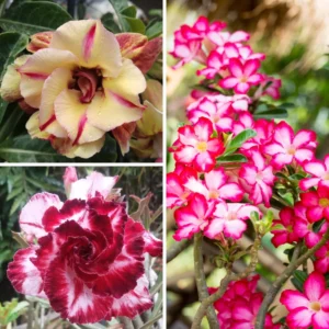 2 Desert Rose, Adenium Desert Rose Plants Live Mixed, Succulent Plants Live, Miniature Flower Plants From 4 To 6 Inches