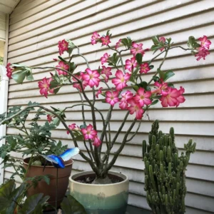 2 Desert Rose, Adenium Desert Rose Plants Live Mixed, Succulent Plants Live, Miniature Flower Plants From 4 To 6 Inches