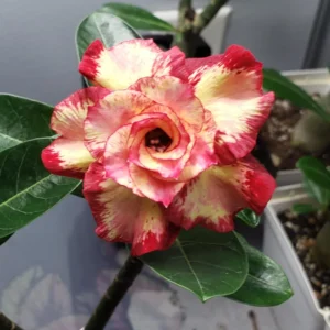 2 Desert Rose, Adenium Desert Rose Plants Live Mixed, Succulent Plants Live, Miniature Flower Plants From 4 To 6 Inches