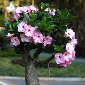 2 Desert Rose, Adenium Desert Rose Plants Live Mixed, Succulent Plants Live, Miniature Flower Plants From 4 To 6 Inches