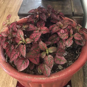 3 Hypoestes Phyllostachya Live Plants, Red Polka Dot Plants No Pot Live Houseplants, Polka Dot Plants, Starter Live House Plants