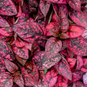 3 Hypoestes Phyllostachya Live Plants, Red Polka Dot Plants No Pot Live Houseplants, Polka Dot Plants, Starter Live House Plants