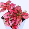 3 Hypoestes Phyllostachya Live Plants, Red Polka Dot Plants No Pot Live Houseplants, Polka Dot Plants, Starter Live House Plants