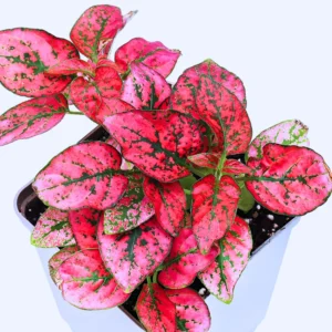 3 Hypoestes Phyllostachya Live Plants, Red Polka Dot Plants No Pot Live Houseplants, Polka Dot Plants, Starter Live House Plants