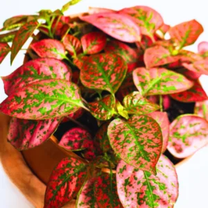 6 Polka Dot Plants, Red Hypoestes Plants, Hypoestes Phyllostachya Live Plants, Polka Dot Plants Live Indoor, House Plants Live