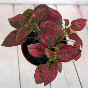 6 Polka Dot Plants, Red Hypoestes Plants, Hypoestes Phyllostachya Live Plants, Polka Dot Plants Live Indoor, House Plants Live