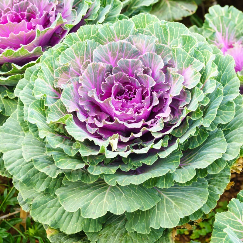 Giant Cabbage Plant, Ornamental Cabbage Plant, Potted Ornamental Cabbage, Live Ornamental Cabbage Plant Potted, Kale Flowering Outdoor Vegetable Plant For Gardening