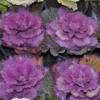 Ornamental Cabbage, Live Cabbage Plant, Giant Ornamental Kale Flowering, Ornamental Cabbage Plant 4 Inches Potted