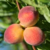 Peach Tree, Peach Tree Live Plant 12 to 18 Inches Tall Bareroot, Dormant Peach Fruit Tree Live, Fruit Tree For Outdoor Planting In Garden