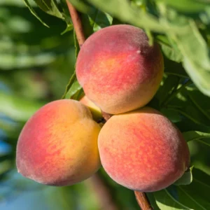 Peach Tree, Peach Tree Live Plant 12 to 18 Inches Tall Bareroot, Dormant Peach Fruit Tree Live, Fruit Tree For Outdoor Planting In Garden