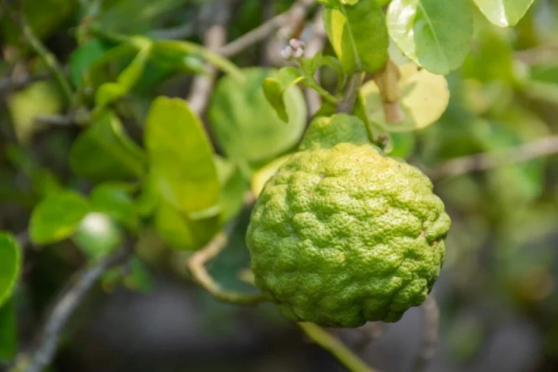 Kaffir Lime Plant