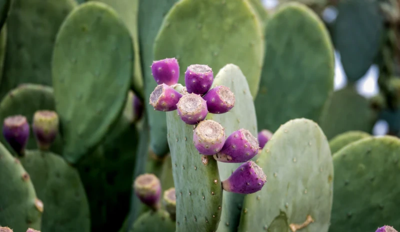 Growing Spineless Prickly Pear Cactus