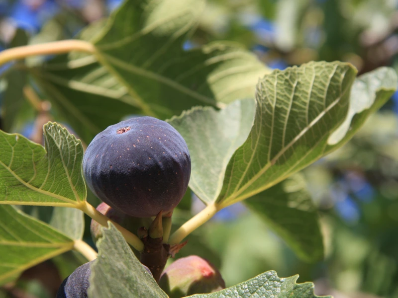 Black Jack Fig Tree