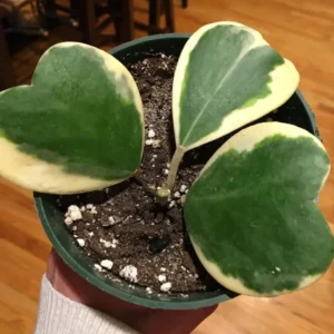 Hoya Kerrii, Hoya Kerrii Plant Variegated 2 Inches Pot, Hoya Kerrii Plant Live Houseplants, Trailing Hoya Kerrii Heart