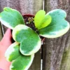 Hoya, Hoya Kerrii Variegated Plant, Hoya Kerrii Variegated Heart Plant Live In Pot, Trailing Hoya Kerrii Live Plant