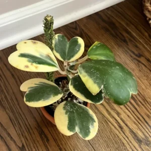 Hoya, Hoya Kerrii Variegated Plant, Hoya Kerrii Variegated Heart Plant Live In Pot, Trailing Hoya Kerrii Live Plant