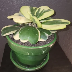 Hoya, Hoya Kerrii Variegated Plant, Hoya Kerrii Variegated Heart Plant Live In Pot, Trailing Hoya Kerrii Live Plant