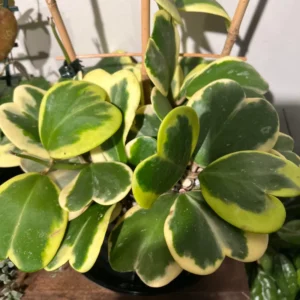 Hoya, Hoya Kerrii Variegated Plant, Hoya Kerrii Variegated Heart Plant Live In Pot, Trailing Hoya Kerrii Live Plant