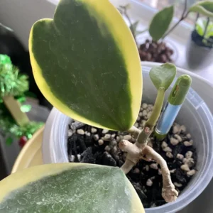 Hoya Kerrii, Hoya Kerrii Plant Variegated 2 Inches Pot, Hoya Kerrii Plant Live Houseplants, Trailing Hoya Kerrii Heart