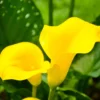 Calla Lily Bulbs, Calla Lilies Flowers Bulbs, Calla Lilies Live Bulbs, Flower Bulbs For Spring Planting