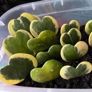 Hoya Kerrii Heart Plant Live, Hoya Kerrii Plant Live, Variegated Hoya Kerrii, Hoya Live Plant, Hoya Plant