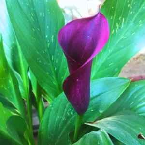 Calla Lily Bulbs, Calla Lilies Flowers Bulbs, Calla Lilies Live Bulbs, Flower Bulbs For Spring Planting