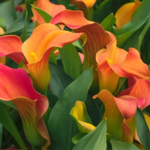 Calla Lily Bulbs, Calla Lilies Flowers Bulbs, Calla Lilies Live Bulbs, Flower Bulbs For Spring Planting