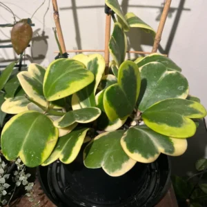 Hoya Kerrii Heart Plant Live, Hoya Kerrii Plant Live, Variegated Hoya Kerrii, Hoya Live Plant, Hoya Plant