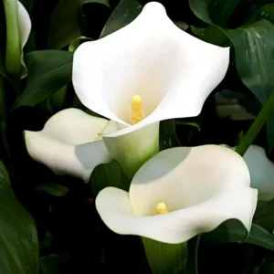 Calla Lily Bulbs, Calla Lilies Flowers Bulbs, Calla Lilies Live Bulbs, Flower Bulbs For Spring Planting