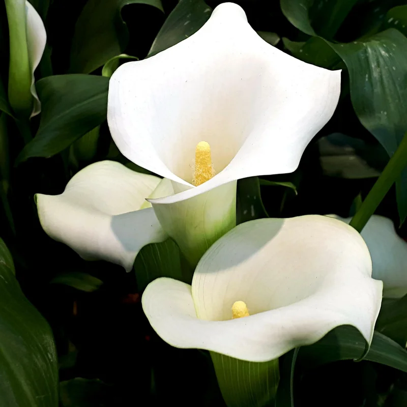 Calla Lily Bulbs, Calla Lilies Flowers Bulbs, Calla Lilies Live Bulbs, Flower Bulbs For Spring Planting