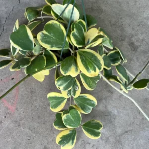 Hoya Kerrii Heart Plant Live, Hoya Kerrii Plant Live, Variegated Hoya Kerrii, Hoya Live Plant, Hoya Plant