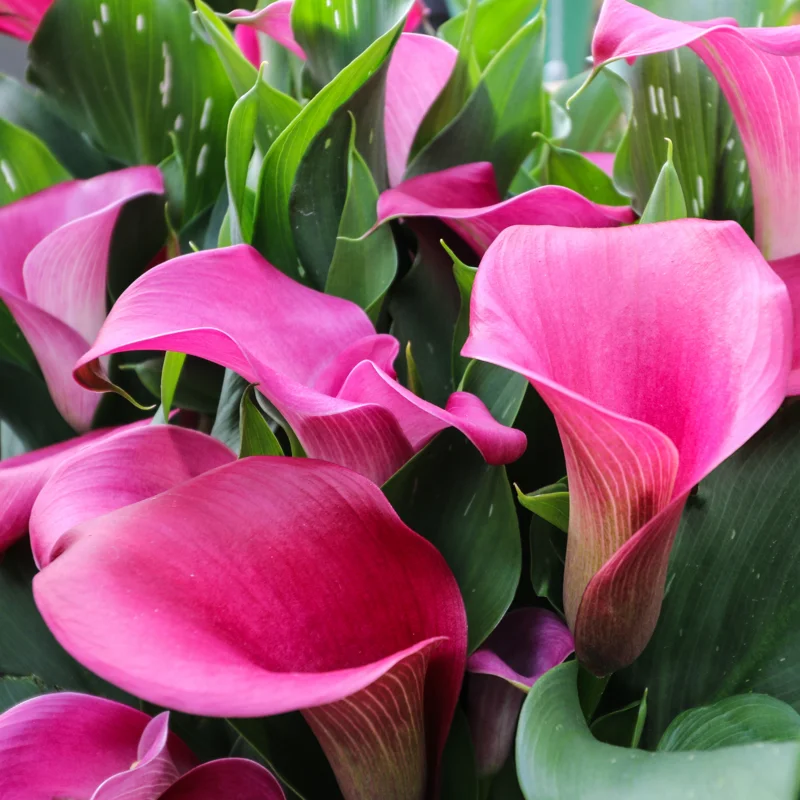 Calla Lily Bulbs, Calla Lilies Flowers Bulbs, Calla Lilies Live Bulbs, Flower Bulbs For Spring Planting