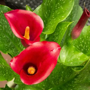 Calla Lily Bulbs, Calla Lilies Flowers Bulbs, Calla Lilies Live Bulbs, Flower Bulbs For Spring Planting
