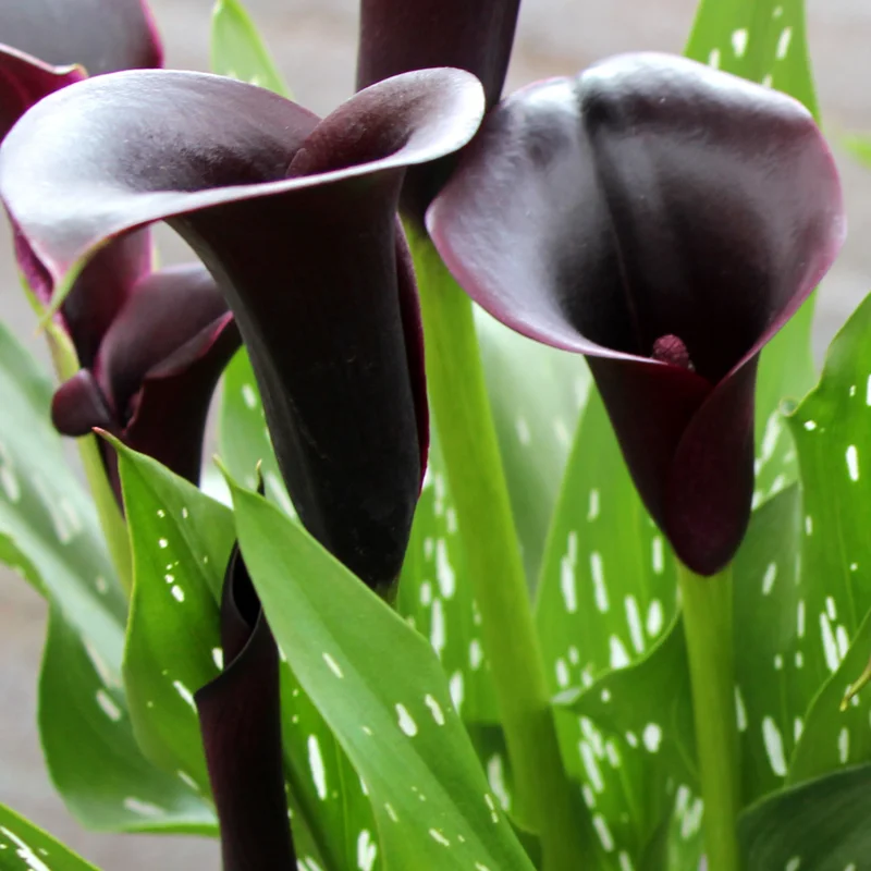Calla Lily Bulbs, Calla Lilies Flowers Bulbs, Calla Lilies Live Bulbs, Flower Bulbs For Spring Planting