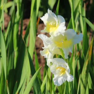 10 Gladiolus bulbs, Gladiolus Flowers Bulbs, Hardy Gladiolus Bulbs, Giant Gladiolus Bulbs For Planting In Spring