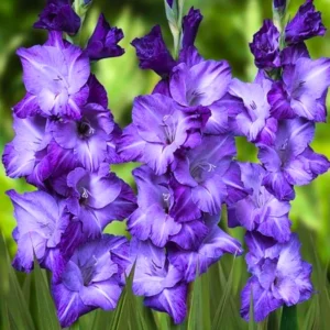 10 Gladiolus bulbs, Gladiolus Flowers Bulbs, Hardy Gladiolus Bulbs, Giant Gladiolus Bulbs For Planting In Spring