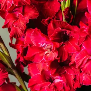 10 Gladiolus bulbs, Gladiolus Flowers Bulbs, Hardy Gladiolus Bulbs, Giant Gladiolus Bulbs For Planting In Spring