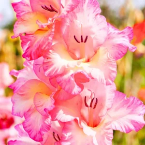 10 Gladiolus bulbs, Gladiolus Flowers Bulbs, Hardy Gladiolus Bulbs, Giant Gladiolus Bulbs For Planting In Spring