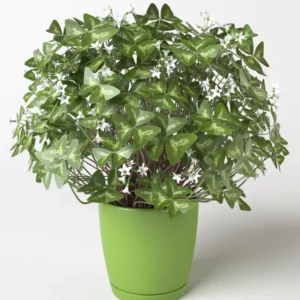 10 Oxalis Triangularis Bulbs, Oxalis Bulbs, Shamrock Bulbs, House Plant Indoors Live