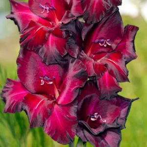 10 Gladiolus bulbs, Gladiolus Flowers Bulbs, Hardy Gladiolus Bulbs, Giant Gladiolus Bulbs For Planting In Spring