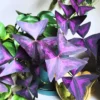 10 Oxalis Triangularis Bulbs, Oxalis Bulbs, Shamrock Bulbs, House Plant Indoors Live