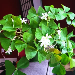 10 Oxalis Triangularis Bulbs, Oxalis Bulbs, Shamrock Bulbs, House Plant Indoors Live