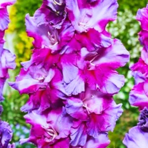 10 Gladiolus bulbs, Gladiolus Flowers Bulbs, Hardy Gladiolus Bulbs, Giant Gladiolus Bulbs For Planting In Spring