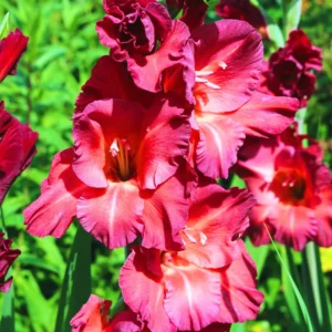 10 Gladiolus bulbs, Gladiolus Flowers Bulbs, Hardy Gladiolus Bulbs, Giant Gladiolus Bulbs For Planting In Spring